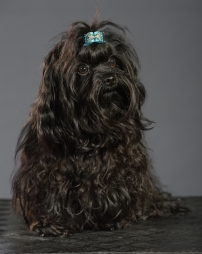 Bolonka, Bolonka zwetna, opdrætter, Dkk, Russkaya Tsvetnaya Bolonka, kennel ci-chib 