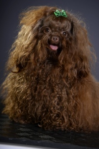 Bolonka hvalpe, puppies, Russisk bolonka hvalpe, Russkaja Tsvetnaya bolonka, russian bolonka