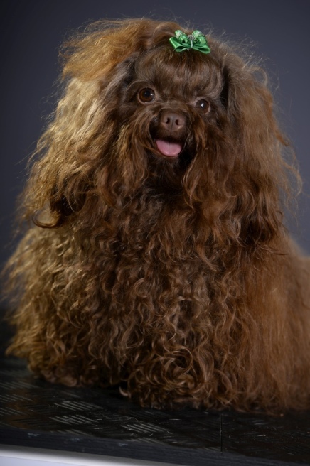 Bolonka hvalpe, puppies, Russisk bolonka hvalpe, Russkaja Tsvetnaya bolonka, russian bolonka, hvalpe, havapoo, designer hvalpe, sunde hvalpe, hund gentest