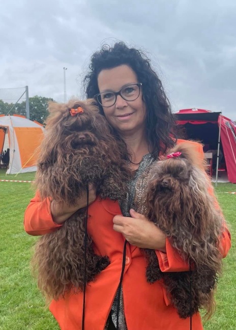 Bolonka danmark, Bolonka zwetna, bolonka, russkaya tsvetnaya bolonka, heidi vestergaard, bolonka hvalpe, tilsalg, russisk bolonka